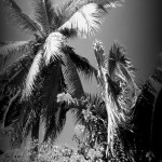 palmbushesblackwhite
