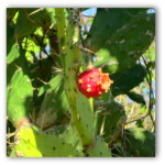 lalanchacactusfruit
