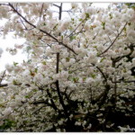 blossomingcherry tree