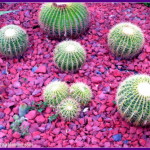 pv kaktused