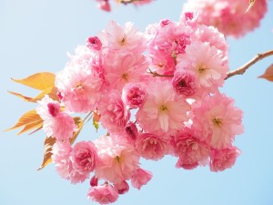 blossomcherry