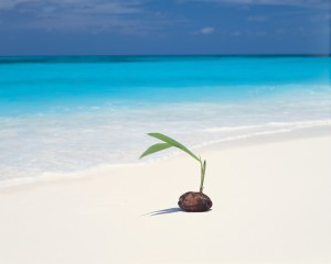 seedcoconut